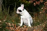 BOULEDOGUE FRANCAIS 1254